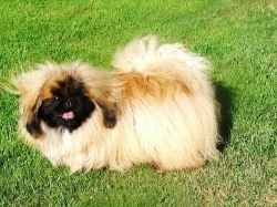 Pekingský palácový psík