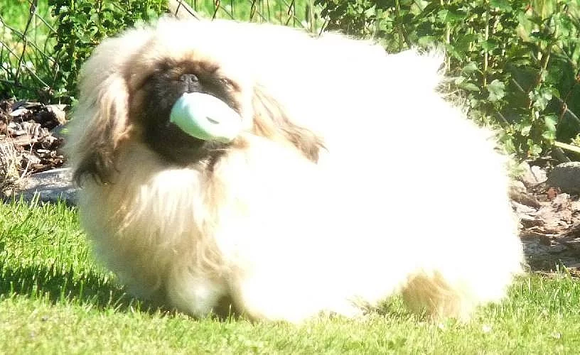 Pekingský palácový psík