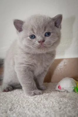 Britský kocourek lilový