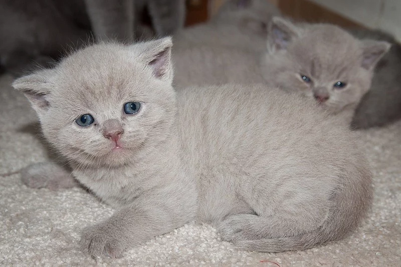 Britský kocourek lilový