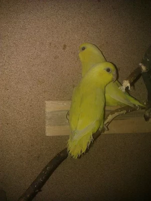 Papoušíček šedokřídlý / do chovu i k ochočení/