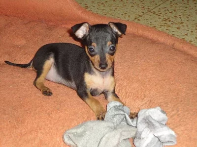 Pražský krysařík s PP