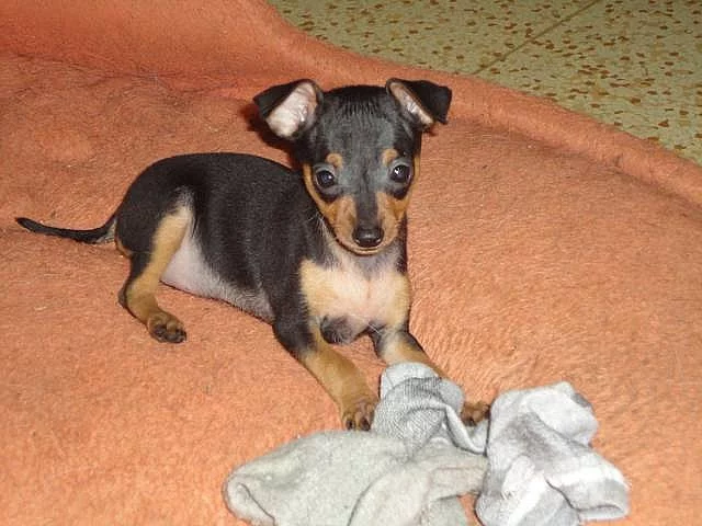 Pražský krysařík s PP