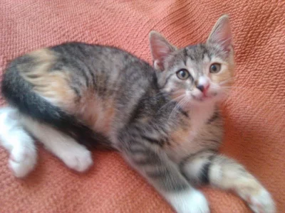 3měsíční koťata Praha, Brno