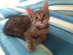 3měsíční koťata Praha, Brno