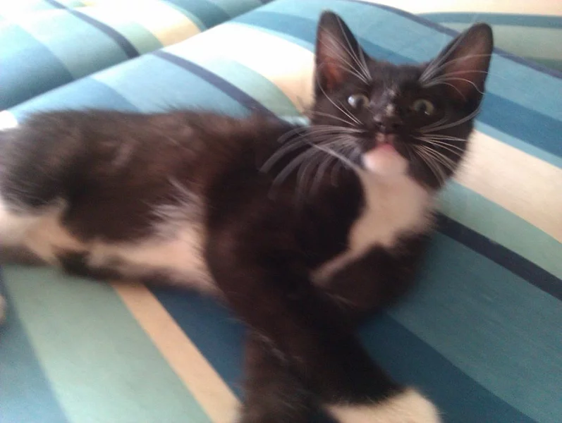 3měsíční koťata Praha, Brno