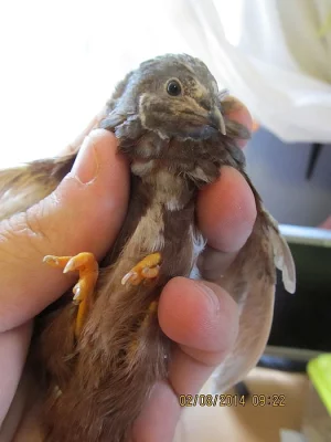 P. krepelka cinska - prirodni odchov, nepribuzne