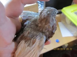 P. krepelka cinska - prirodni odchov, nepribuzne