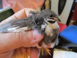 P. krepelka cinska - prirodni odchov, nepribuzne