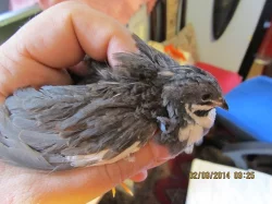 P. krepelka cinska - prirodni odchov, nepribuzne