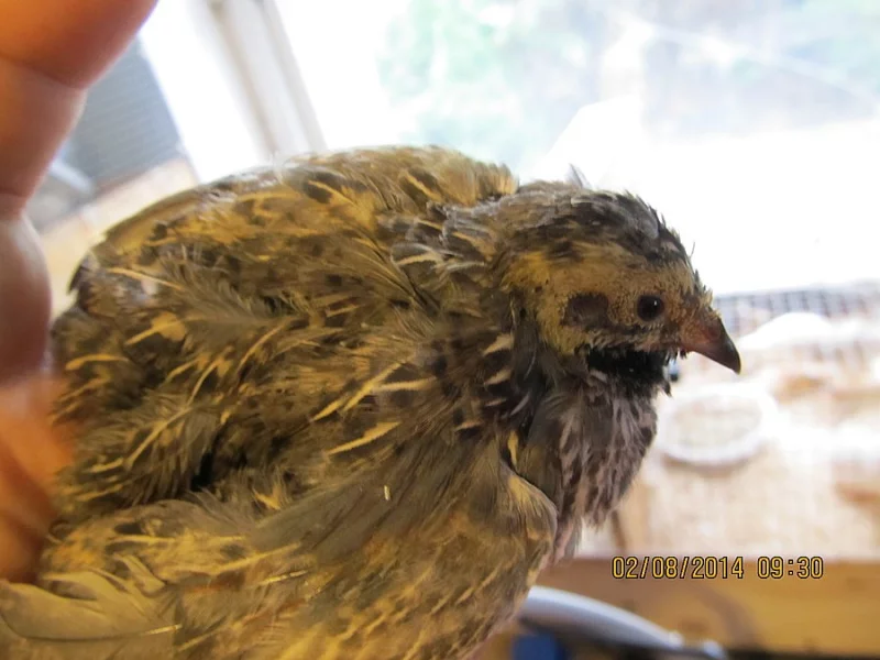 P. krepelka cinska - prirodni odchov, nepribuzne