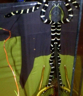 korálovka královská