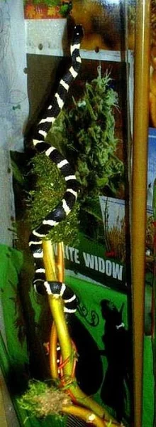 korálovka královská