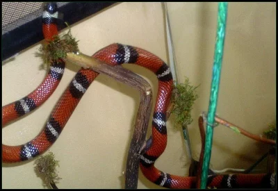 korálovka sedlatá sinalojská