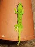 Phelsuma mad. grandis