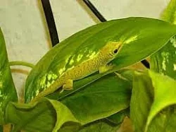 Phelsuma mad. grandis
