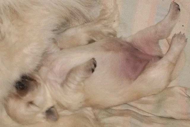 Prodám : Německý špic bílý, čistokrevný