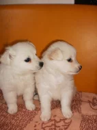 Prodám : Německý špic bílý, čistokrevný