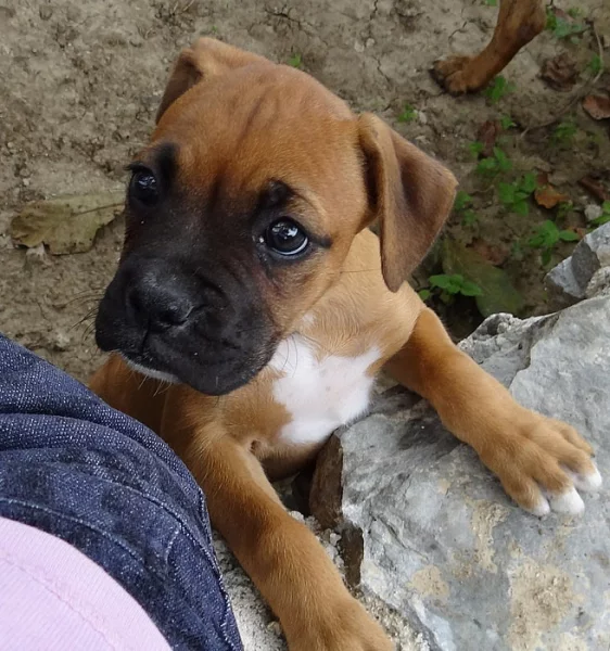 Nemecký boxer - šteniatka