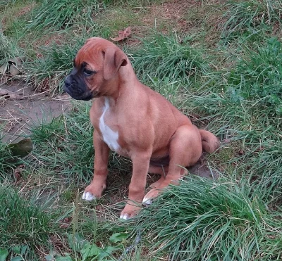 Nemecký boxer - šteniatka
