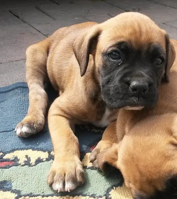 Nemecký boxer - šteniatka