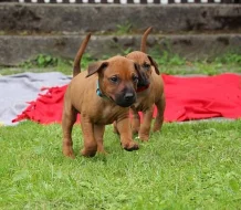 Rhodéský ridgeback - vymazlená štěňátka s PP