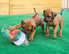 Rhodéský ridgeback - vymazlená štěňátka s PP