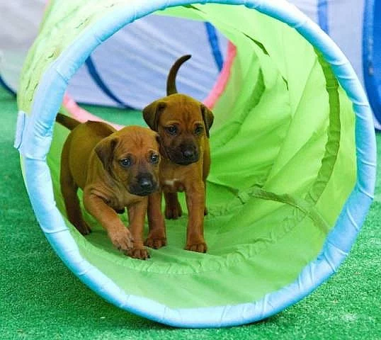 Rhodéský ridgeback - vymazlená štěňátka s PP