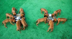 Rhodéský ridgeback - vymazlená štěňátka s PP