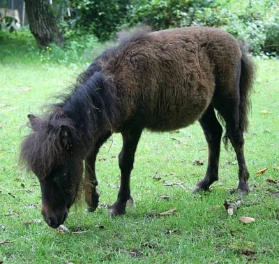Miniaturní kůň