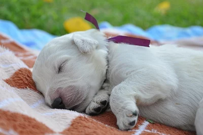 Slovenský čuvač - štěňata s PP