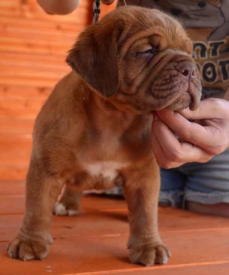 Bordeauxská doga, šteniatka s rodokmeňom FCI