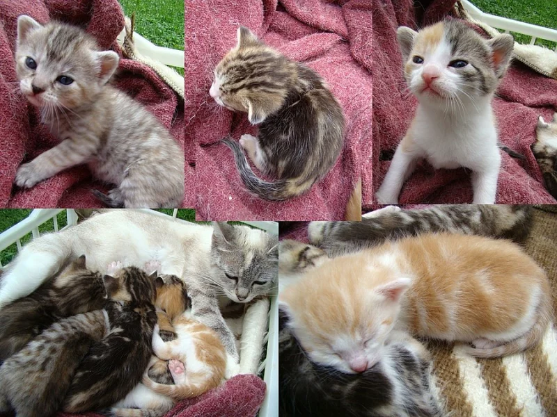 Daruji koťata