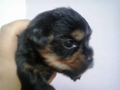 Prodám  fenečku jokšírského teriéra