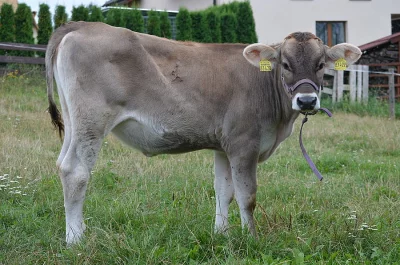 Jalovice Brownswiss