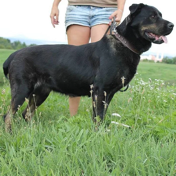 Mona hledá domov