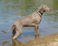 Výmarský ohař - štěňátka s PP - fenky i pejsci