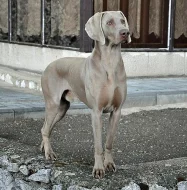 Výmarský ohař - štěňátka s PP - fenky i pejsci