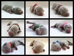 Výmarský ohař - štěňátka s PP - fenky i pejsci