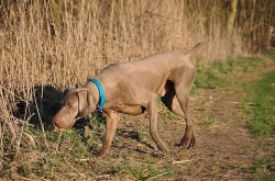 Výmarský ohař - štěňátka s PP - fenky i pejsci