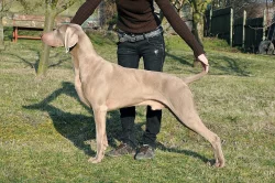 Výmarský ohař - štěňátka s PP - fenky i pejsci