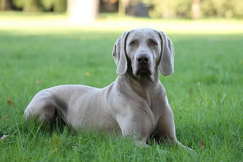 Výmarský ohař - štěňátka s PP - fenky i pejsci