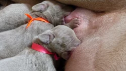 Výmarský ohař - štěňátka s PP - fenky i pejsci