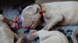 Výmarský ohař - štěňátka s PP - fenky i pejsci