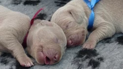 Výmarský ohař - štěňátka s PP - fenky i pejsci