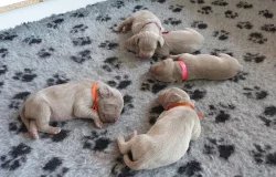 Výmarský ohař - štěňátka s PP - fenky i pejsci