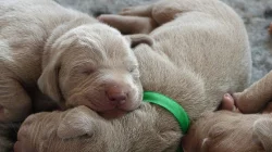 Výmarský ohař - štěňátka s PP - fenky i pejsci