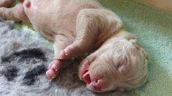 Výmarský ohař - štěňátka s PP - fenky i pejsci