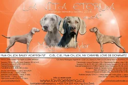 Výmarský ohař - štěňátka s PP - fenky i pejsci