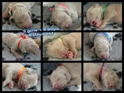 Výmarský ohař - štěňátka s PP - fenky i pejsci